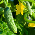 Найврожайніші сорти огірків, які ніколи не гірчать: ідеальні для салатів і для консервації