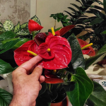 «Чоловіче щастя» тішитиме рясним і яскравим цвітінням: чим підживити антуріум навесні