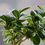 Взимку не вʼяне взагалі: чудо-розчин для здоров'я фікуса у холодну пору