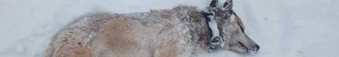 Перегризають шию: у селі на Волині хижаки нападають на домашніх собак