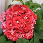 Як змусити герань цвісти весь рік: недорогий засіб для пеларгонії