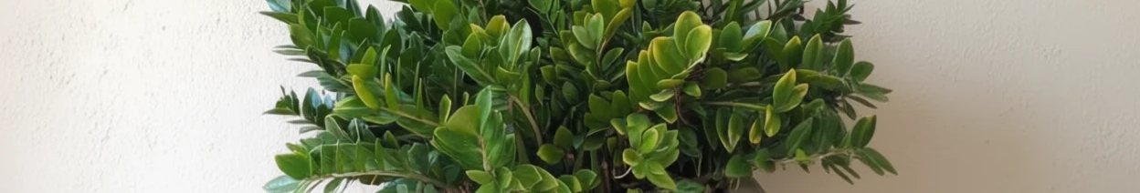 Як підживити, щоб заміокулькас випустив багато пагонів: найкраще добриво для «доларового дерева»