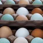 Коричневі, білі чи блакитні: вся правда про яйця, за які ми переплачуємо