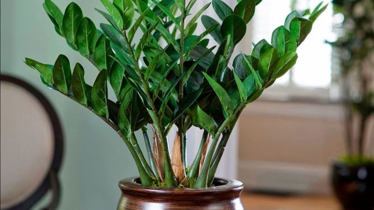 Підживіть цим доларове дерево: вазон випустить багато нових пагонів