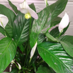 Як змусити спатифілум цвісти: просте підживлення з кухні