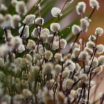 Весна з сюрпризами: народний синоптик з Волині розповів, якою буде погода в березні