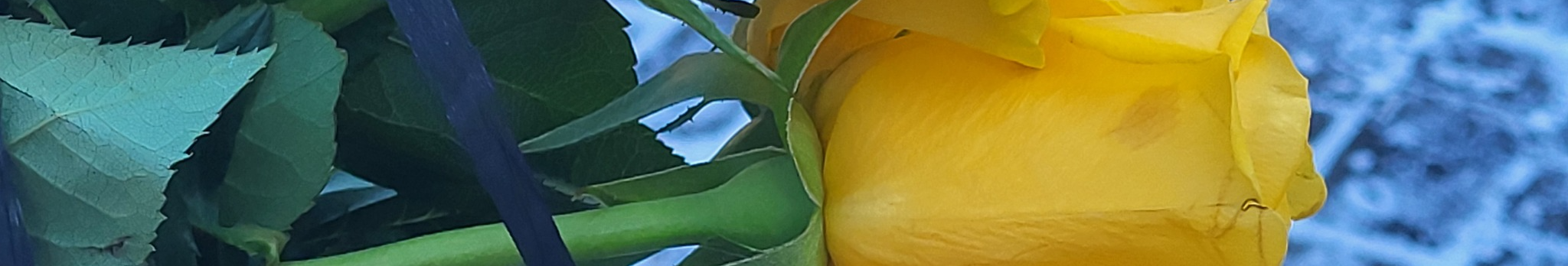 Загибель підтвердила ДНК-експертиза майже через 14 місяців: на Волині поховали Героя Романа Ющенка