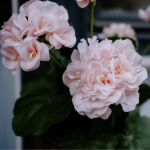 Герань нарощує листя, але немає жодної квітки: одне добриво допоможе отримати багато бутонів