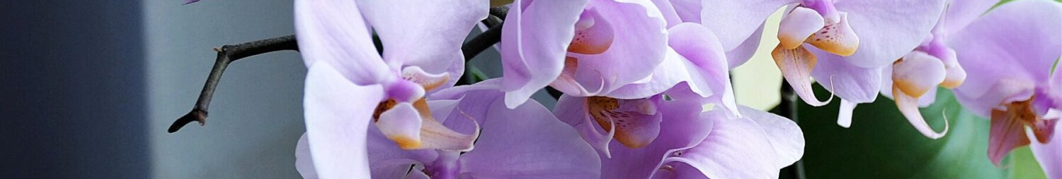 7 днів, і вазони як новенькі: що робити, якщо в орхідеї жовтіє листя