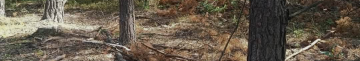 У лісництві на Волині незаконно зрубали дерев на понад 1,8 мільйона гривень