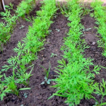 Чому не росте кріп: причини та 4 секрети вирощування пишної зелені