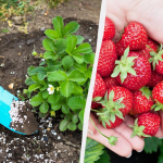 Не тільки золою: чим підживити полуницю під час цвітіння для щедрого врожаю