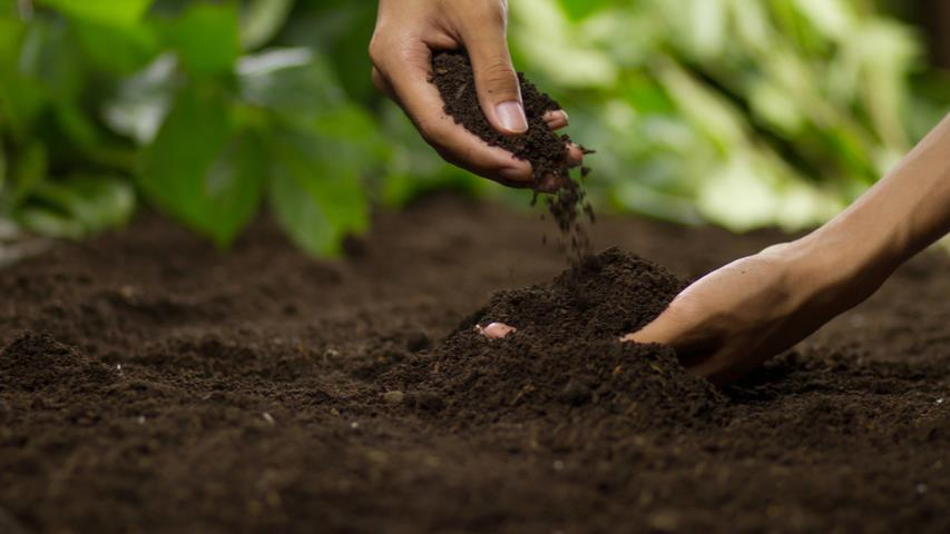 Забудьте про золу та гній: це добриво перетворить ваш город у березні на справжню золоту ділянку