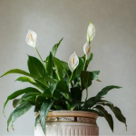 Спатифілум не хоче цвісти: дешеве підживлення, яке змусить «жіноче щастя» вкритися квітами