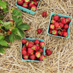«Ягоди Волині» сертифікували продукцію для експорту до Канади і почали вирощувати ревінь