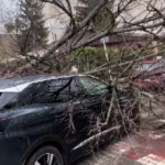 У Луцьку дерево впало на автомобіль під час руху: що відомо