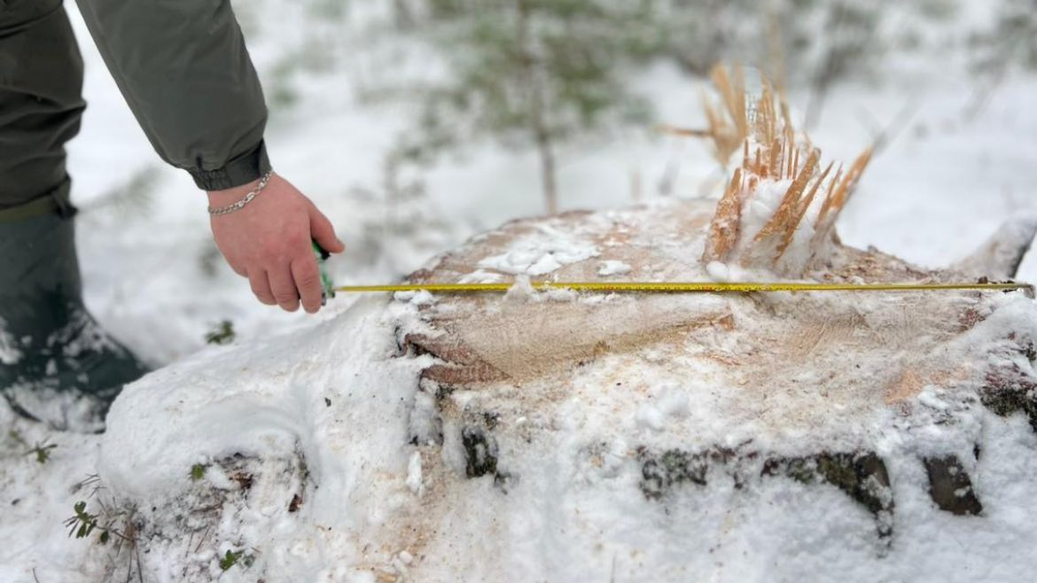 На Волині у заповіднику незаконно вирубали дерев на майже 20 мільйонів гривень