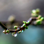 Потепління з «сюрпризом»: якою буде погода 13 квітня в Україні