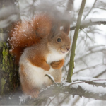 погодав  Україні