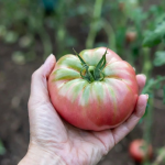 захист помідорів від фітофтори