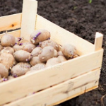 Що покласти в лунку під час садіння картоплі: п’ять простих добавок для великого врожаю