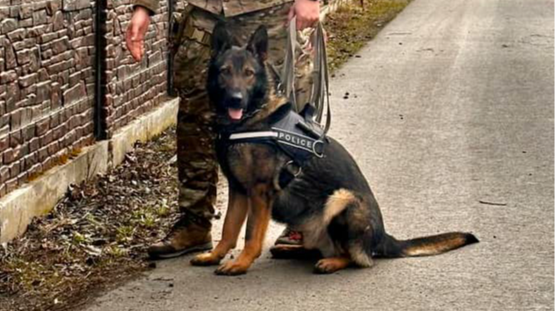 На Волині службовий пес взяв слід і провів поліцію просто до дверей хулігана