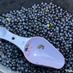Лише одна точка на весь ринок: де у Луцьку продають чорницю
