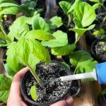 Секрет досвідчених дачників: навіщо поливати розсаду знизу