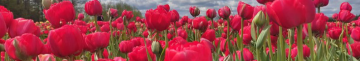 Сотні тисяч різноманітних тюльпанів: стартував фестиваль «Волинська Голландія»