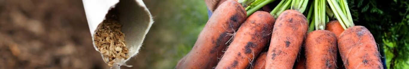 Коли і як сіяти моркву під зиму у листопаді 2025 року, щоб потім не проривати і які сорти обрати