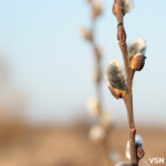 Теплі вихідні та різке похолодання: прогноз погоди на Волині