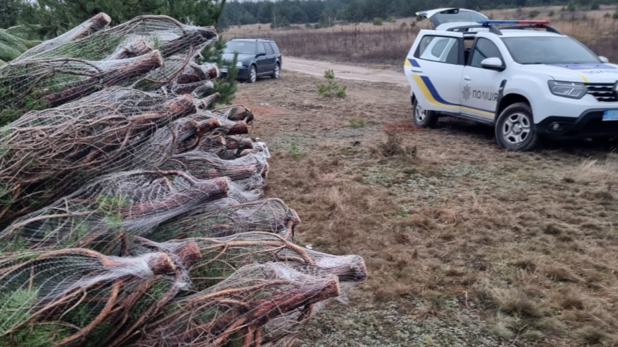 Волинянина оштрафували на понад 25 тисяч за одну незаконно зрізану сосну - зупинили в лісі