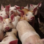 На Волині зросли ціни на поросят: скільки коштують тепер та від чого залежить вартість?
