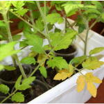 Чому жовтіє розсада і як це швидко виправити