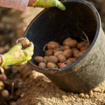 Коли в 2026 році садити картоплю: до чи після Великодня