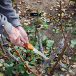 «Віддячать» буйним цвітінням: які рослини краще обрізати в грудні