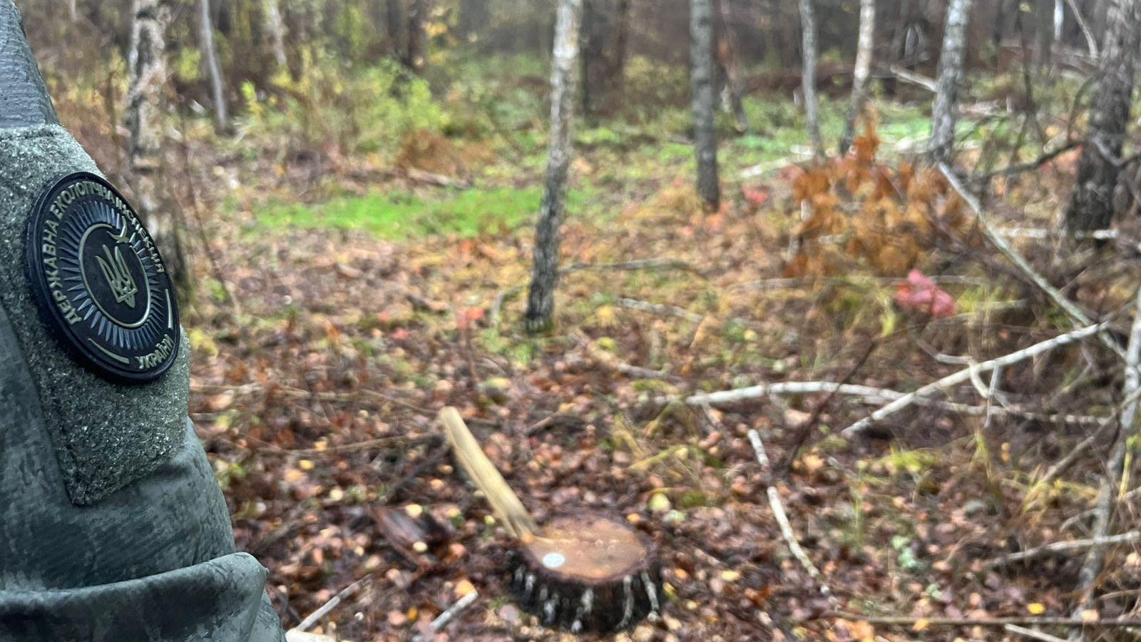 На Волині на території заказника незаконно вирубали дерева на 385 тисяч гривень