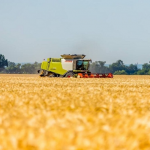 Урожайність зернових на Волині більша, ніж у 2021-му році