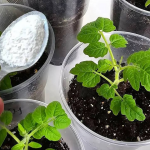 Чому не варто поспішати з підживленням розсади в лютому