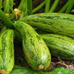 Рясно родять і не гниють: які сорти кабачків найкраще підходять для консервації