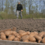 Картоплю треба садити вже чи відкласти до травня: ця помилка може залишити без врожаю