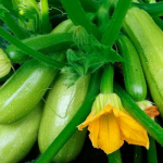 Вирощування кабачків