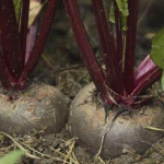 Що посадити поруч із буряком: поради для щедрого врожаю