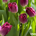 Чи відзначають лучани 8 березня та що дарують жінкам