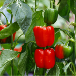 вирощування перцю