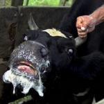 У громаді на Волині виявили другий випадок сказу в корови