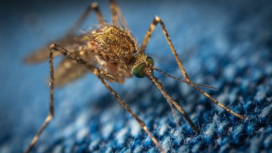 Європою літають небезпечні комарі, які переносять серйозні захворювання: у ВООЗ попередили людей