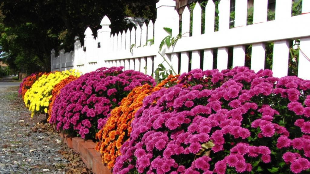 Чому хризантеми погано цвітуть і як це виправити