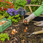 Місячний посівний календар на кінець квітня 2026 року: що обов'язково треба посадити після свят