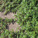 Портулак захопив город: як позбутися його навесні раз і назавжди